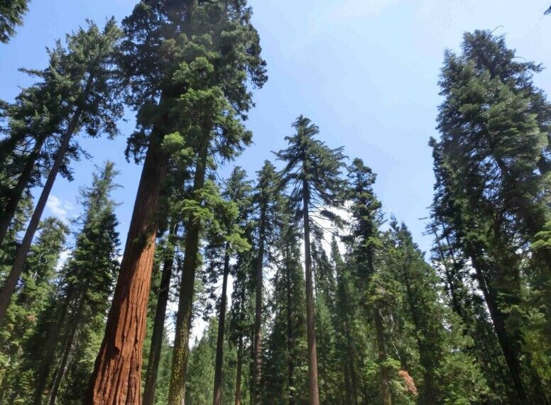 適合建木屋的木材有哪些？(圖1)