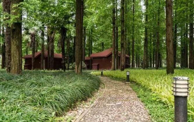 樹林小木屋(圖2)