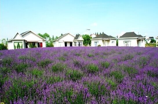 紫色田園風(fēng)景的紫色木屋(圖2)