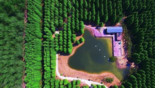 國(guó)際林海酒店木屋設(shè)計(jì)基本概念(圖3) 木屋規(guī)劃俯視圖